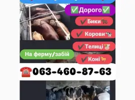Зображення для оголошення Закуповуємо Бики
