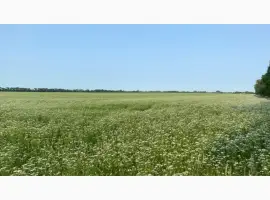 Зображення для оголошення Терміново продам мед коріандру 2025 року