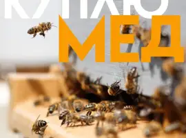 Зображення для оголошення КУПЛЮ МЕД в Вінницькій області