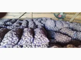 Товарный картофель Шаншай