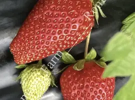 Зображення для оголошення Теплиці