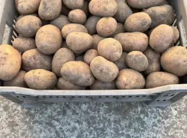 Зображення для оголошення Картопля домашня Беллароза