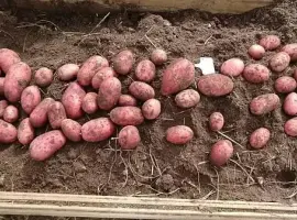 Зображення для оголошення Картопля гренада белароса