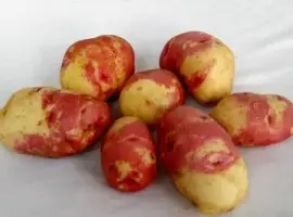Зображення для оголошення Картопля Пікассо