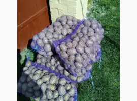 Зображення для оголошення Картопля