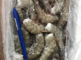 Зображення для оголошення Тигрова Креветка морожена