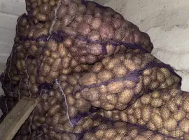 Зображення для оголошення Продам домашню посадкову картоплю, картошка
