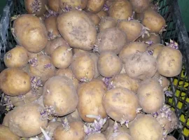 Зображення для оголошення Картошка на посадку