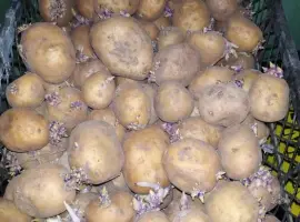 Зображення для оголошення Картошка на посадку
