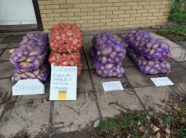 Зображення для оголошення Посадкова картошка