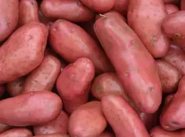 Зображення для оголошення Рання Насінева картопля Шері