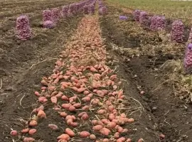 Зображення для оголошення Картопля різних сортів рання