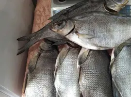Зображення для оголошення Сушена риба ( густіра, лящ, підлящ, карась)