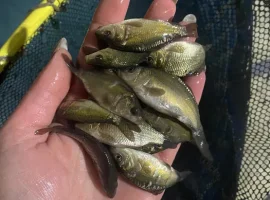 Зображення для оголошення Зарибок для водойм коропа
