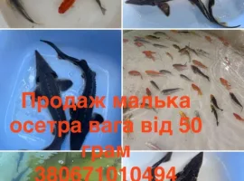 Зображення для оголошення Мальок, риба, зарибок, гібрид осетра, карпи кої