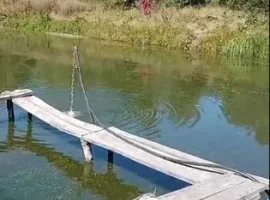 Зображення для оголошення Зарибок білого амура.
