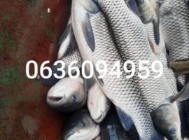 Зображення для оголошення Зарибок білого амура.