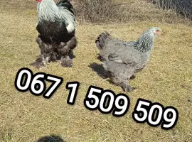 Зображення для оголошення Великі кури Брами інкубаційні яйця