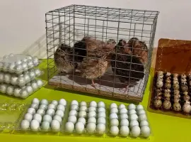 Зображення для оголошення Інкубаційні перепелині яйця Селадон,Техас.