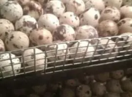 Зображення для оголошення Яйця інкубаційні перепелині. Яйце. Яйце перепела