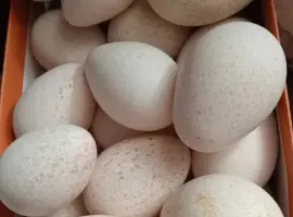 Зображення для оголошення Продам інкубаційні індичі яйця