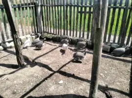 Зображення для оголошення Продам інкубаційне яйце цесарки