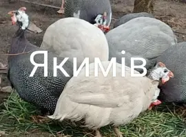 Зображення для оголошення Інкубаційні яйця цесарок