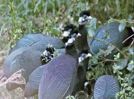 Зображення для оголошення Інкубаційне Яйце. Птахи. Цесарка серо-крапчаста