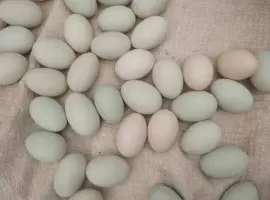 Зображення для оголошення Продам качині інкубаційні яйця