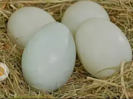 Зображення для оголошення Інкубаційні яйця качині мускусна утка