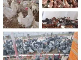 Зображення для оголошення Продам кури несушки! Доставка безкоштовна.