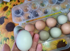 Зображення для оголошення Продам яйця курячі