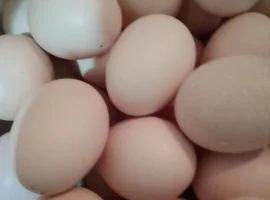 Зображення для оголошення Продаю яйця курячі домашніашні