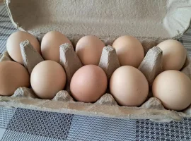 Зображення для оголошення Курячі яйця яйце