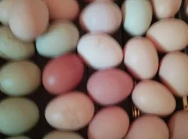 Зображення для оголошення Інкубаційне яйце Мікс куряче