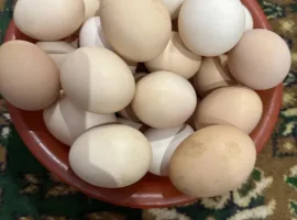 Зображення для оголошення Яйця курячі домашні