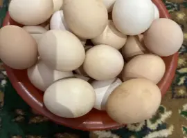 Зображення для оголошення Яйця курячі домашні