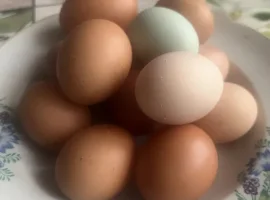 Зображення для оголошення Домашні курячі яйця