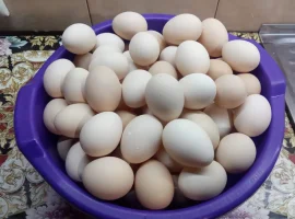 Зображення для оголошення Домашні курячі яйця