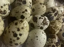 Зображення для оголошення Продам перепелині харчові яйця