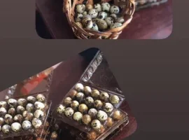 Зображення для оголошення Перепілки. Перепелині яйця.