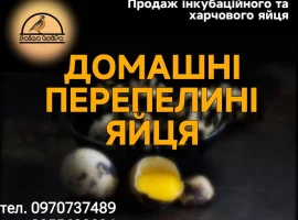 Зображення для оголошення Перепелині Інкубаційні та харчові яйця