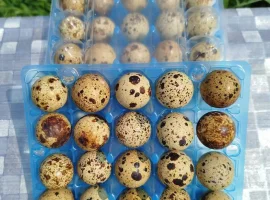 Зображення для оголошення Домашні перепелині яйця Умань