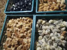 Зображення для оголошення Продаю курчата, каченята, гусинята, індичата.