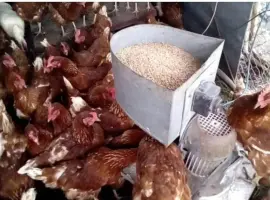 Зображення для оголошення Кури не сушки Ломан Браун