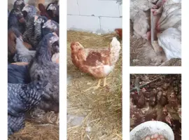 Зображення для оголошення Продам кури несушки! Доставка безкоштовна.