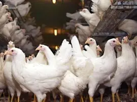 Зображення для оголошення Молодые куры несушки