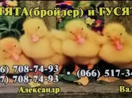 Зображення для оголошення Цыплята, Утята,Гусята