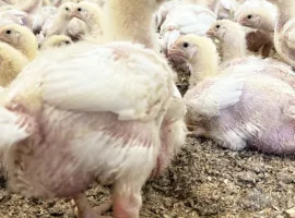 Зображення для оголошення Курчата бройлери
