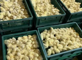 Зображення для оголошення Курчата бройлерів